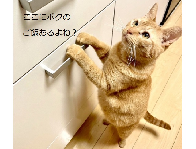 猫ご飯